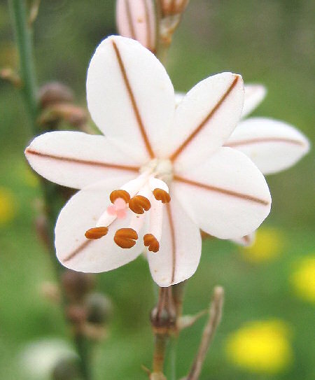 onion-leafed asphodel